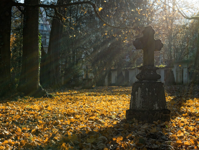 A l’ombre du vieux noyer, l’arbre du cimetière